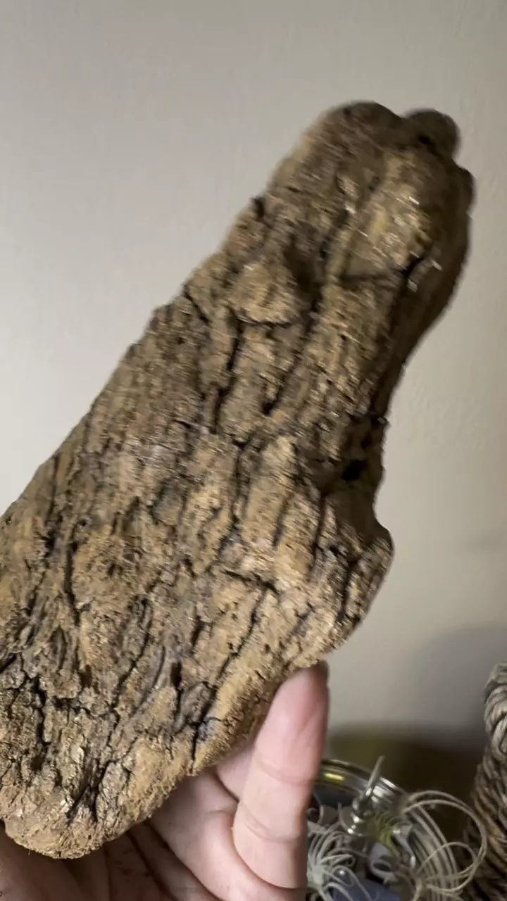 plant/Redwood Driftwood - Bleach-Sterilized & Varnished - 16-0