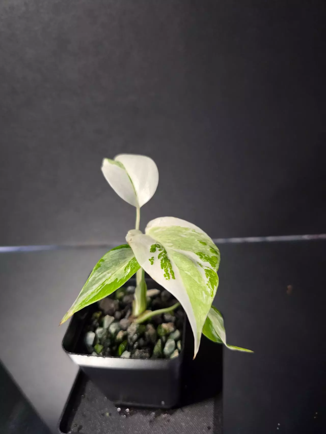 plant/Monstera Albo-0