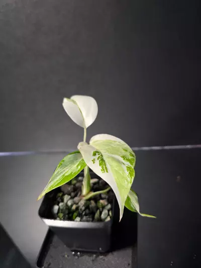 plant/Monstera Albo-0-thumbnail