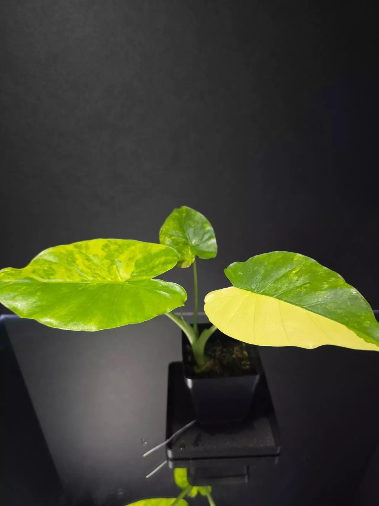 plant/Alocasia Gageana Aurea-2