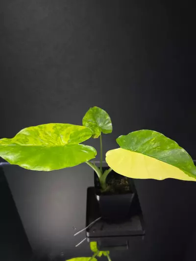 plant/Alocasia Gageana Aurea-2-thumbnail