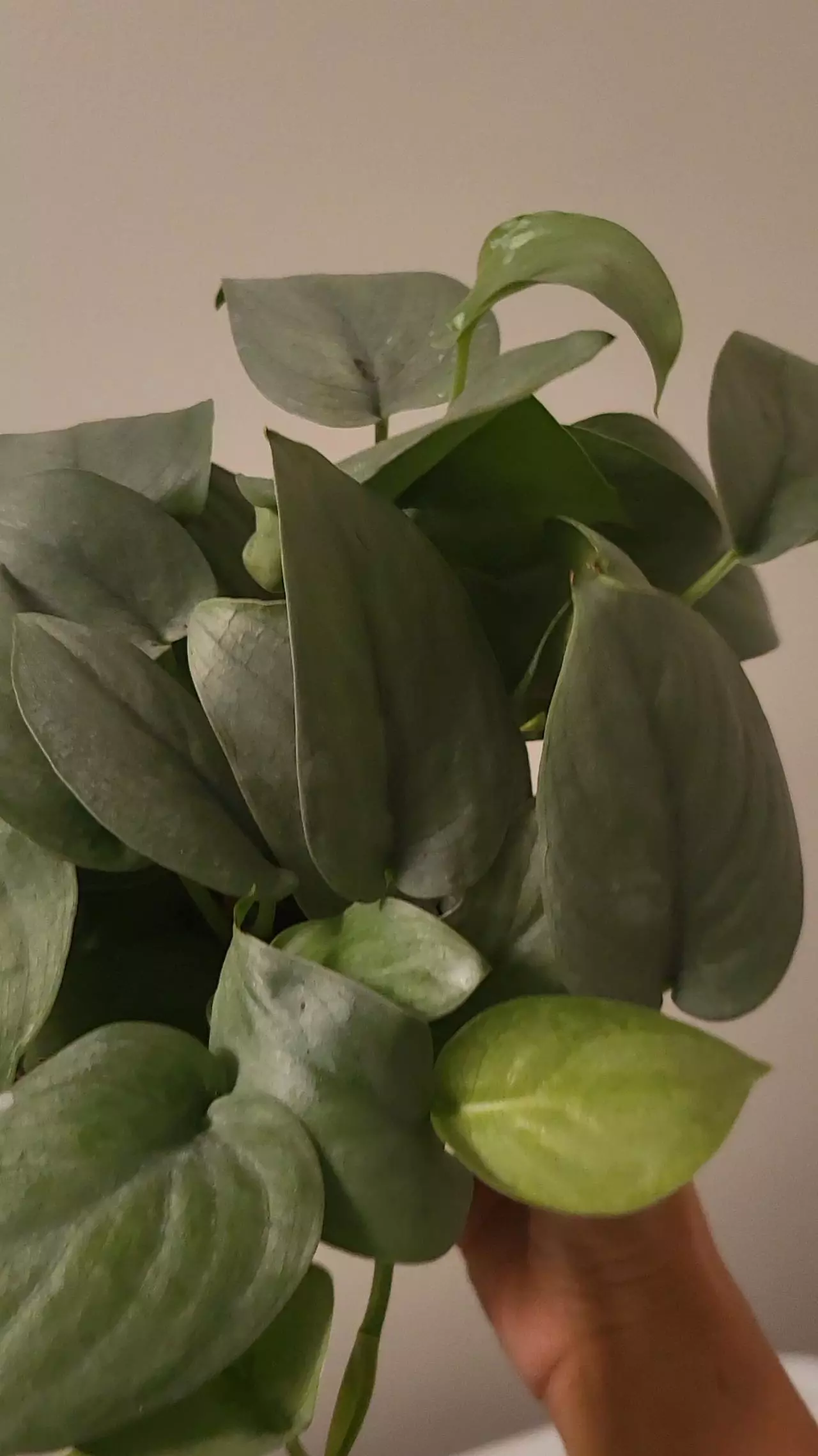 plant/Scindapsus platinum Java 6" ( exact item)-0