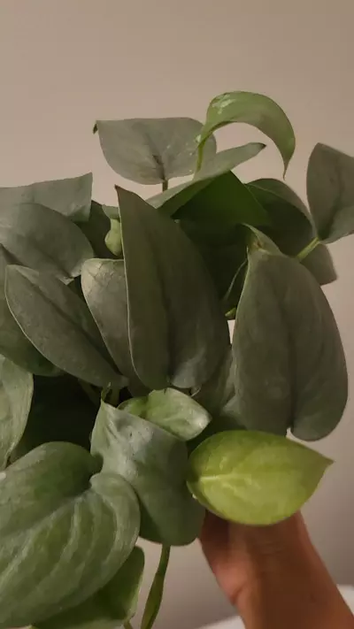 plant/Scindapsus platinum Java 6" ( exact item)-0-thumbnail