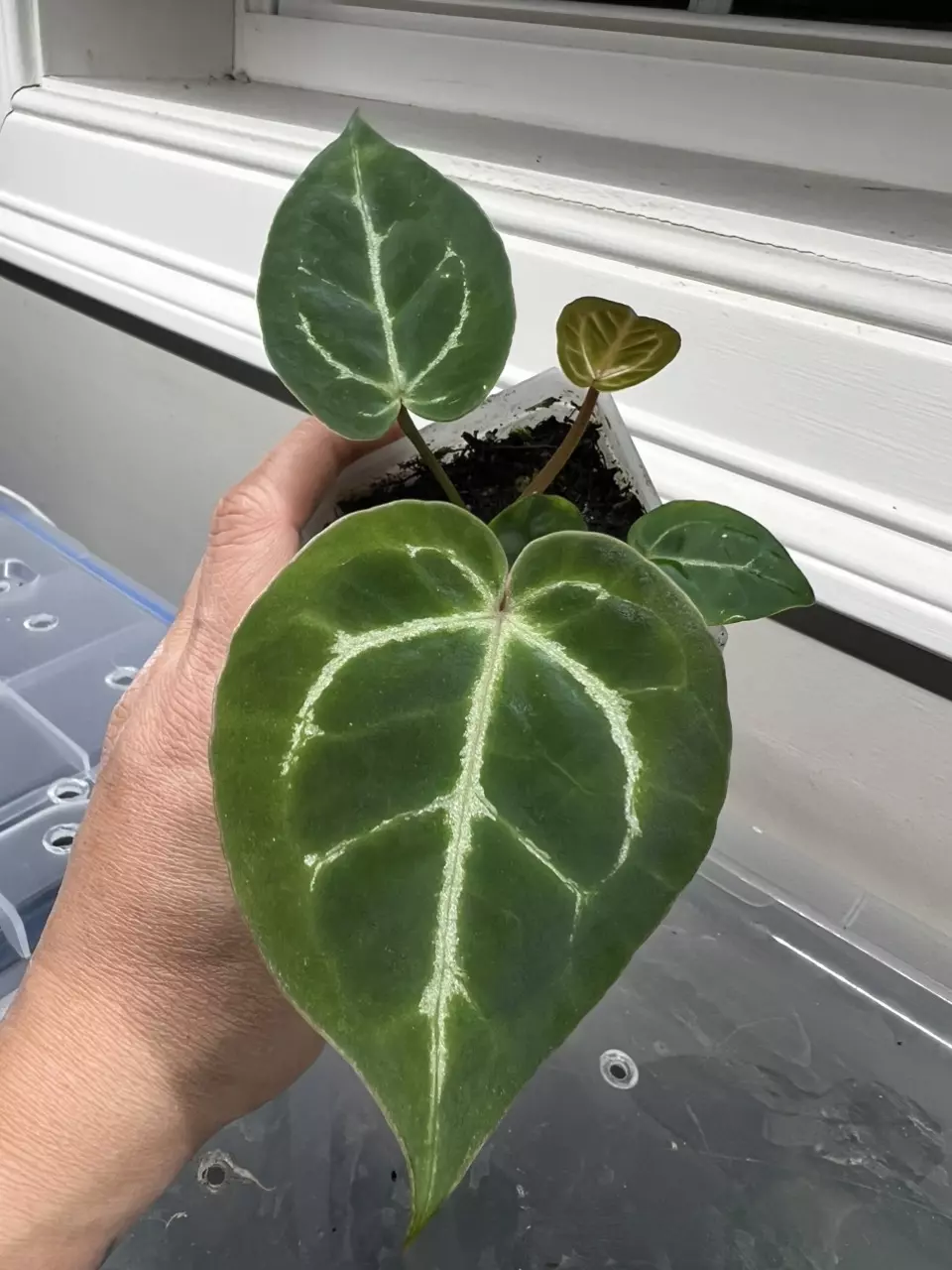 plant/Anthurium Dorayaki x Pink Lemonade #271-1