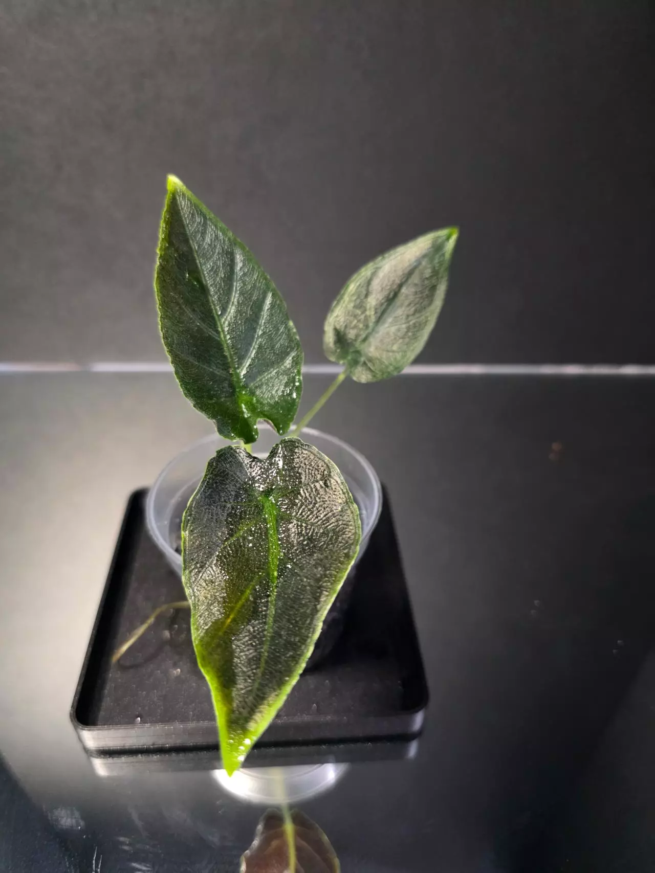 plant/Anthurium Antoro Velvet-0