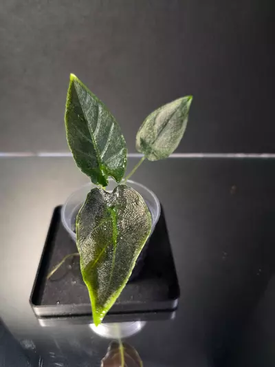 plant/Anthurium Antoro Velvet-0-thumbnail