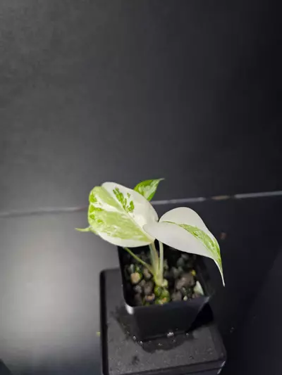 plant/Monstera Albo-2-thumbnail