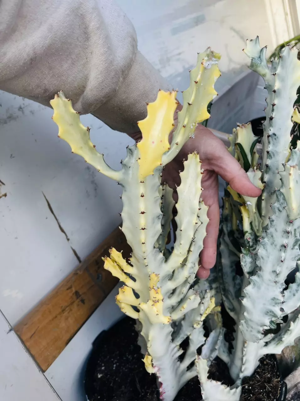 plant/Huge Euphorbia Ghost, White Variegated Lactea Ghost-0