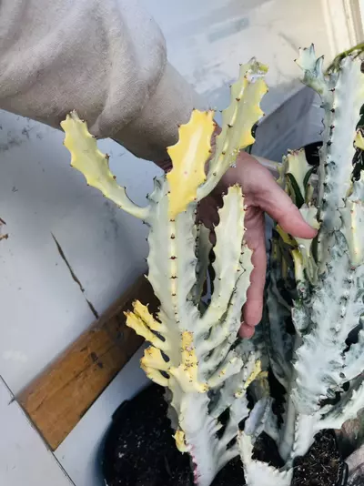 plant/Huge Euphorbia Ghost, White Variegated Lactea Ghost-0-thumbnail