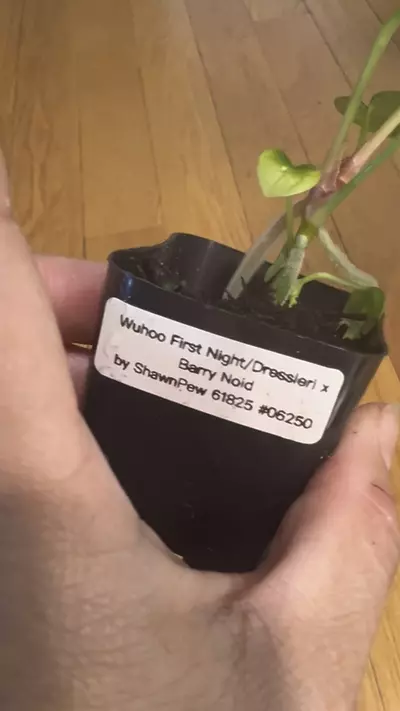 plant/Anthurium Wuhoo’s First night/ Dressleri x Barry’s Noid-1-thumbnail