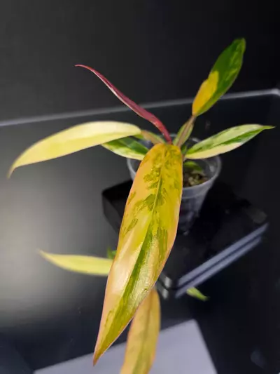 plant/Philodendron Caramel Marble-0-thumbnail