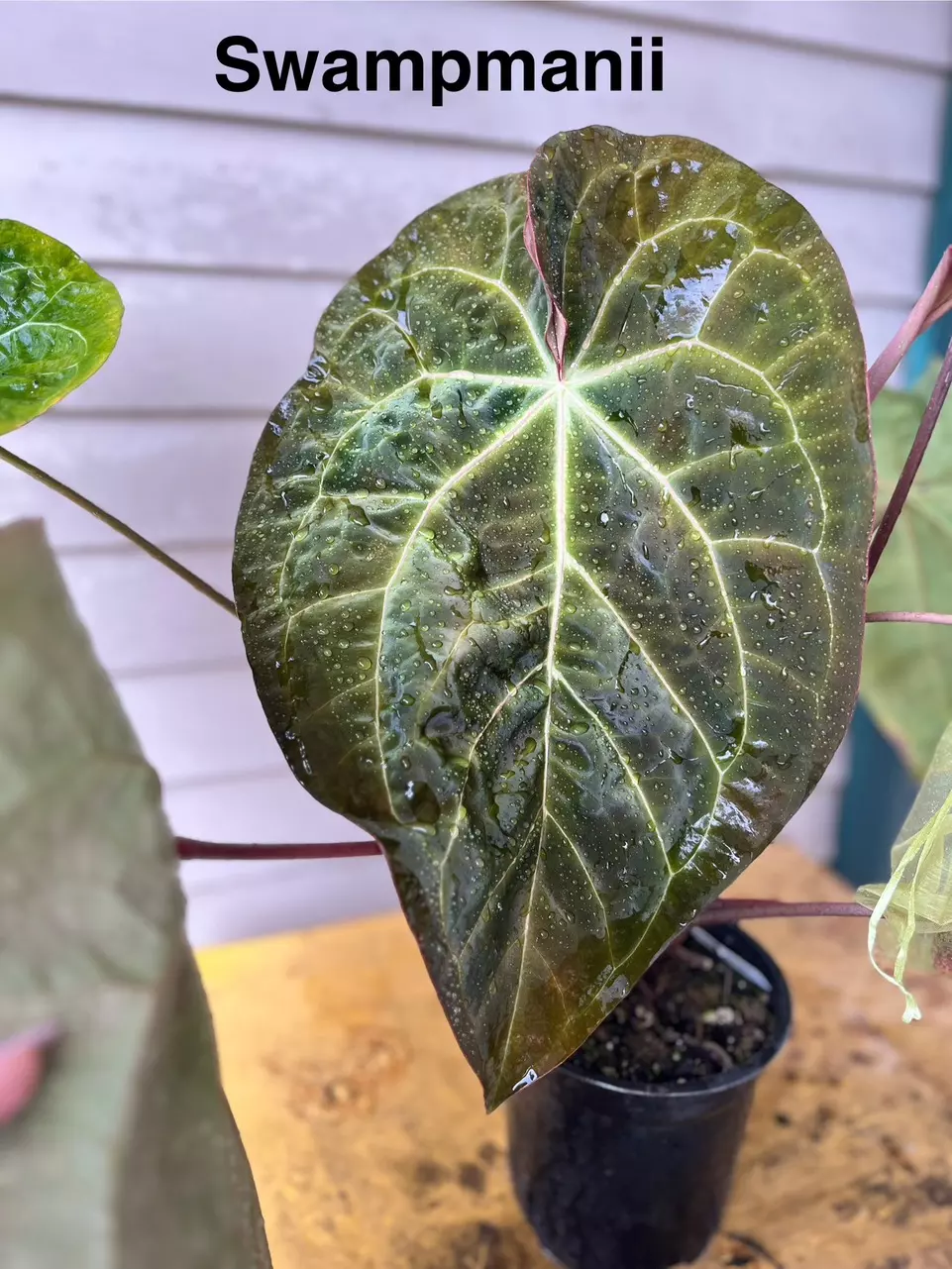 plant/Swampmanii x Hu Red Tiger (sprouts!!)-3