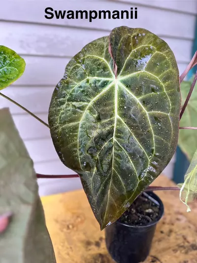 plant/Swampmanii x Hu Red Tiger (sprouts!!)-3-thumbnail