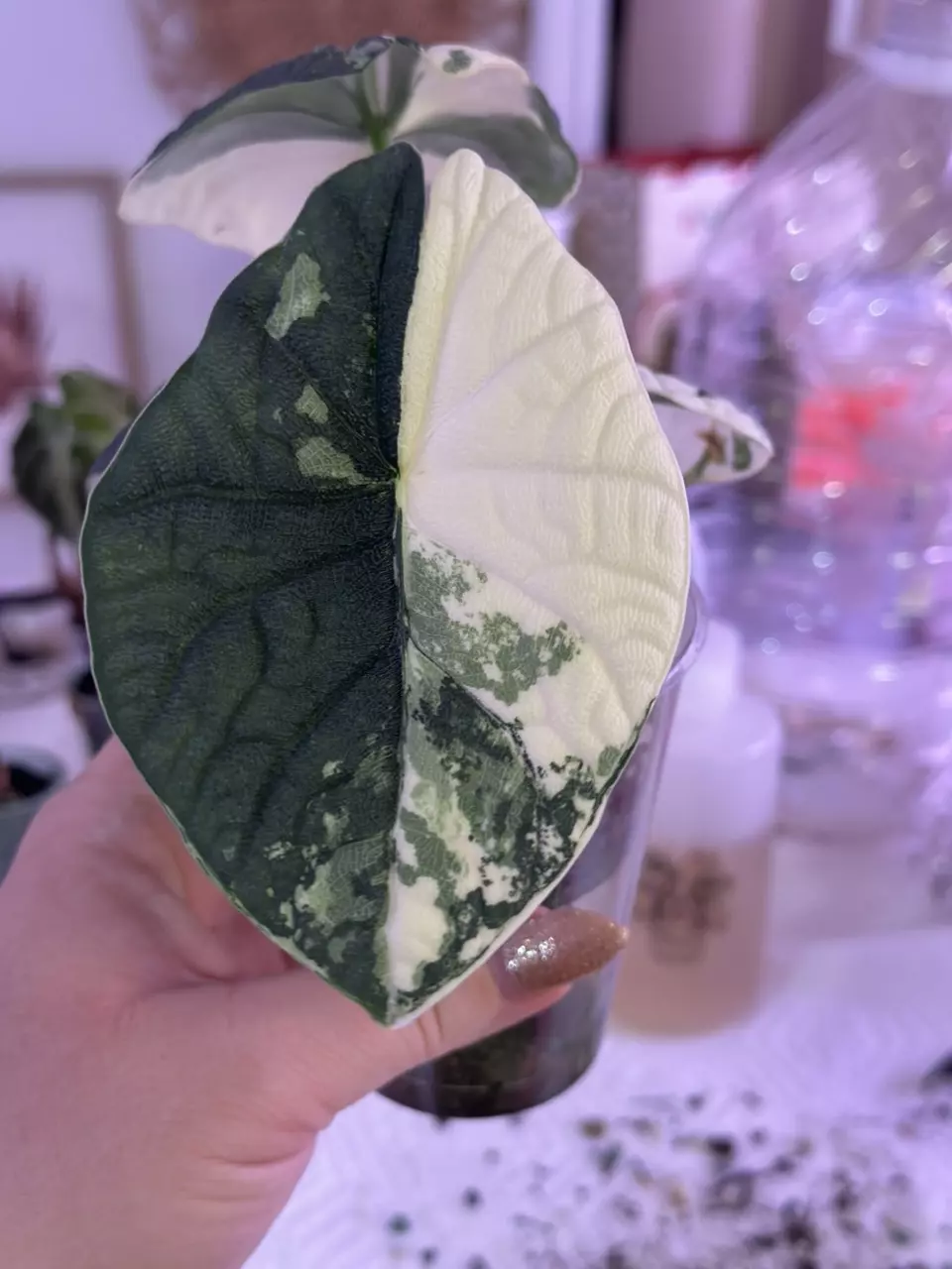 plant/Alocasia Melo Albo corm (smaller)-1