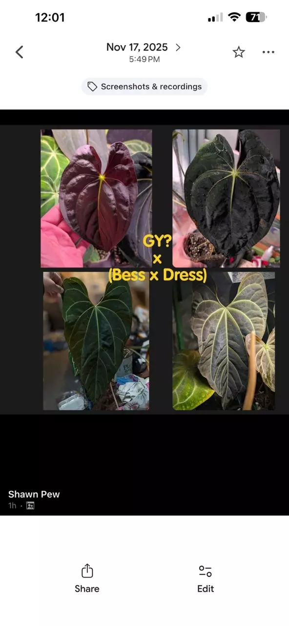 plant/Anthurium GY ? X Dressleri/ Bessea Supa dark #263-2