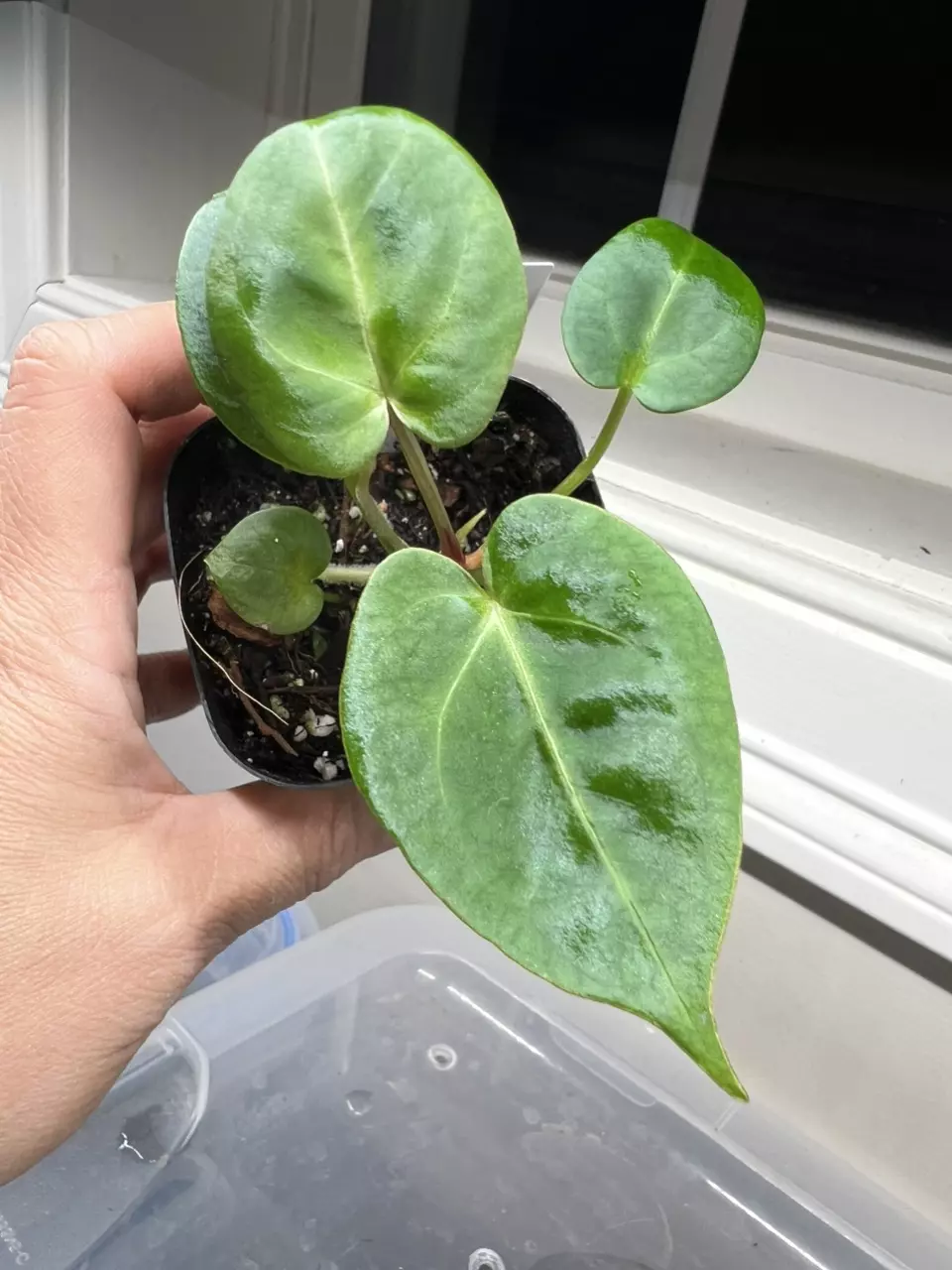 plant/Anthurium Indo Dressleri x Pink Lemonade #266-1