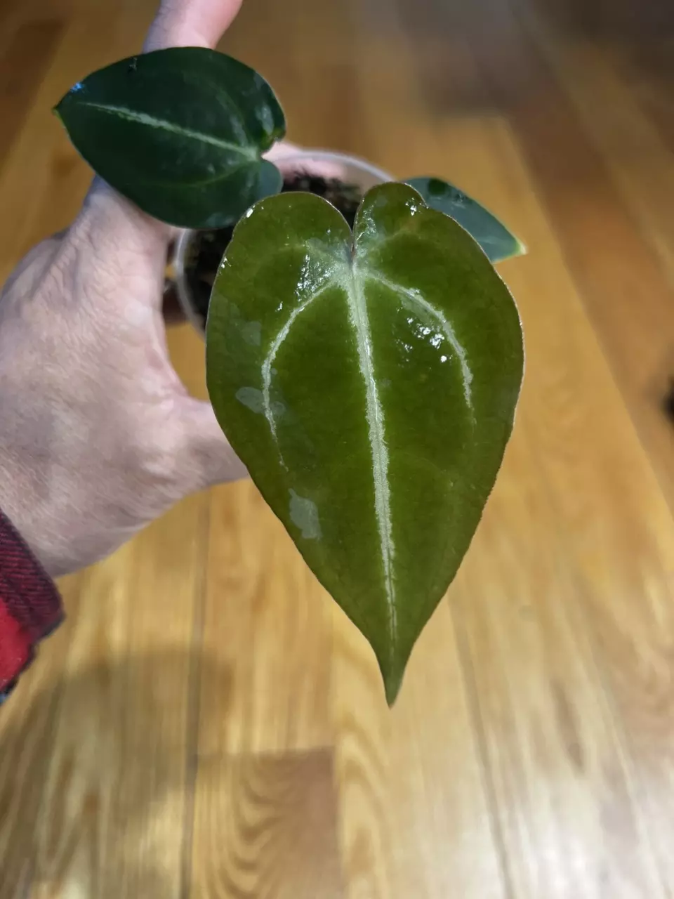 plant/Anthurium Magnificum x Papillilaminum prop-0