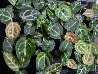 plant/Anthurium Dorayaki x Pink Lemonade #271-0-thumbnail