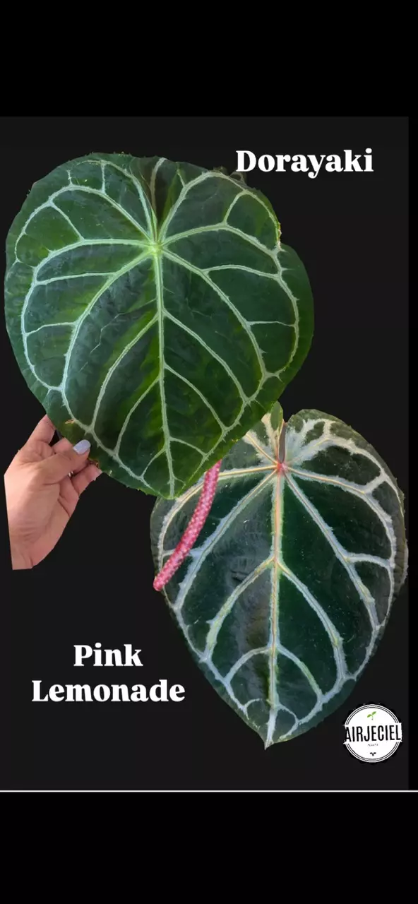 plant/Anthurium Dorayaki x Pink Lemonade #271-3