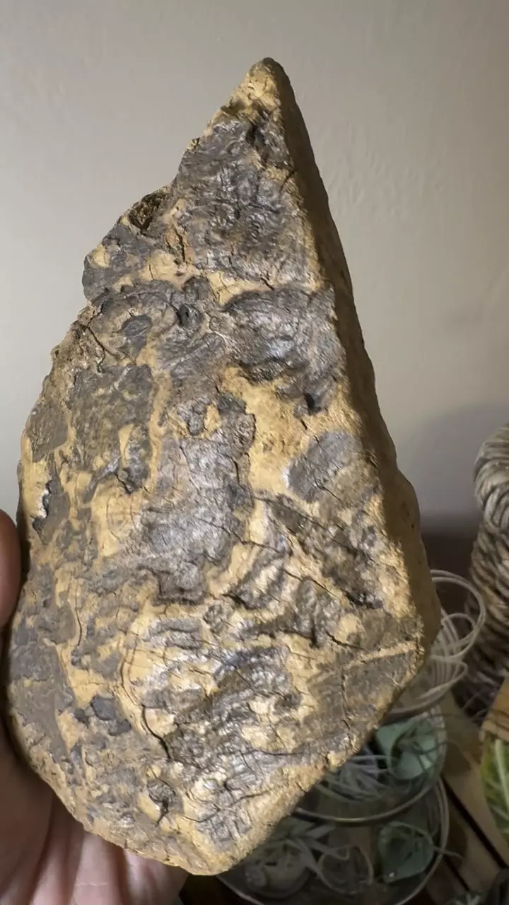 plant/Redwood Driftwood - Bleach-Sterilized & Varnished - 13-0