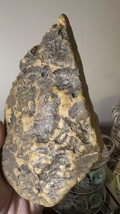 plant/Redwood Driftwood - Bleach-Sterilized & Varnished - 13-0-thumbnail