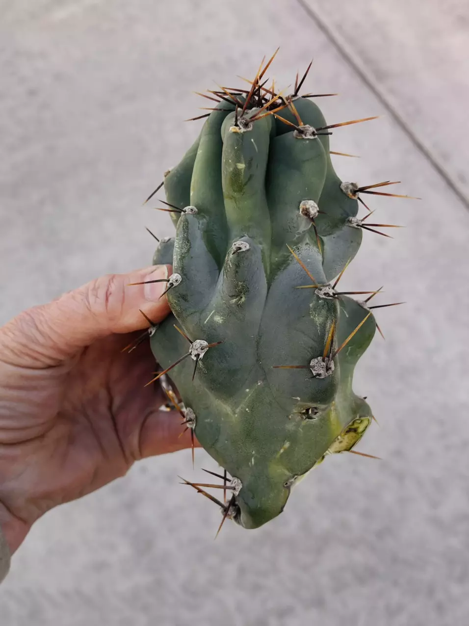 plant/Peruvian Apple Monstrose Rescue Cutting, GC-1