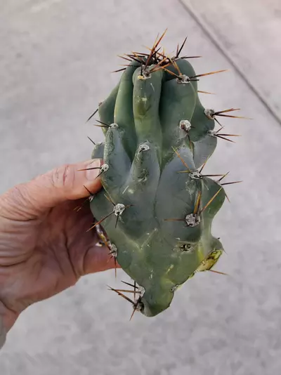 plant/Peruvian Apple Monstrose Rescue Cutting, GC-1-thumbnail