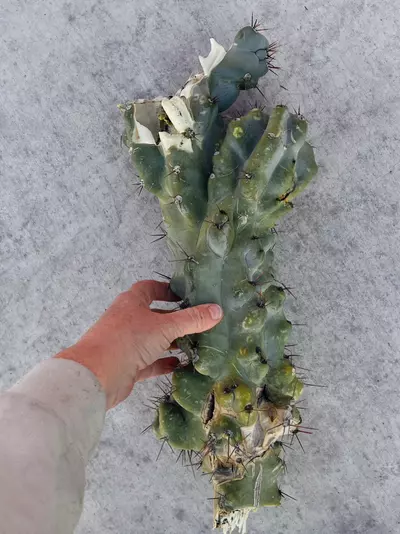 plant/Peruvian Apple Monstrose Rescue Cutting, GC-1-thumbnail