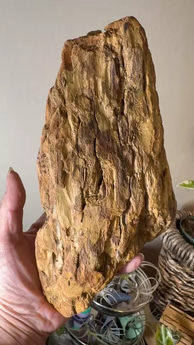 plant/Redwood Driftwood - Bleach-Sterilized & Varnished - 17-0-thumbnail