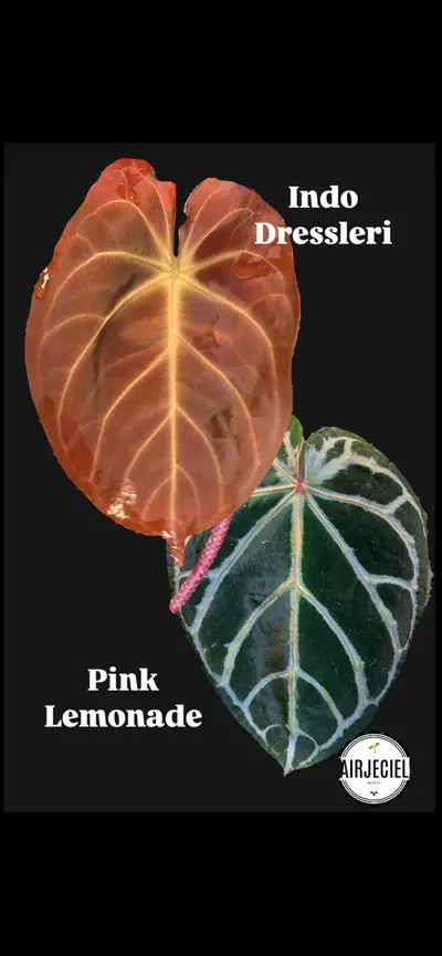 plant/Anthurium Indo Dressleri x Pink Lemonade #266-0-thumbnail