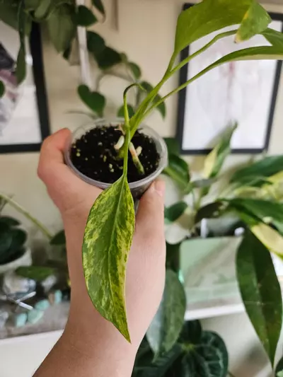 plant/Anthurium vittarifolium ver-1-thumbnail