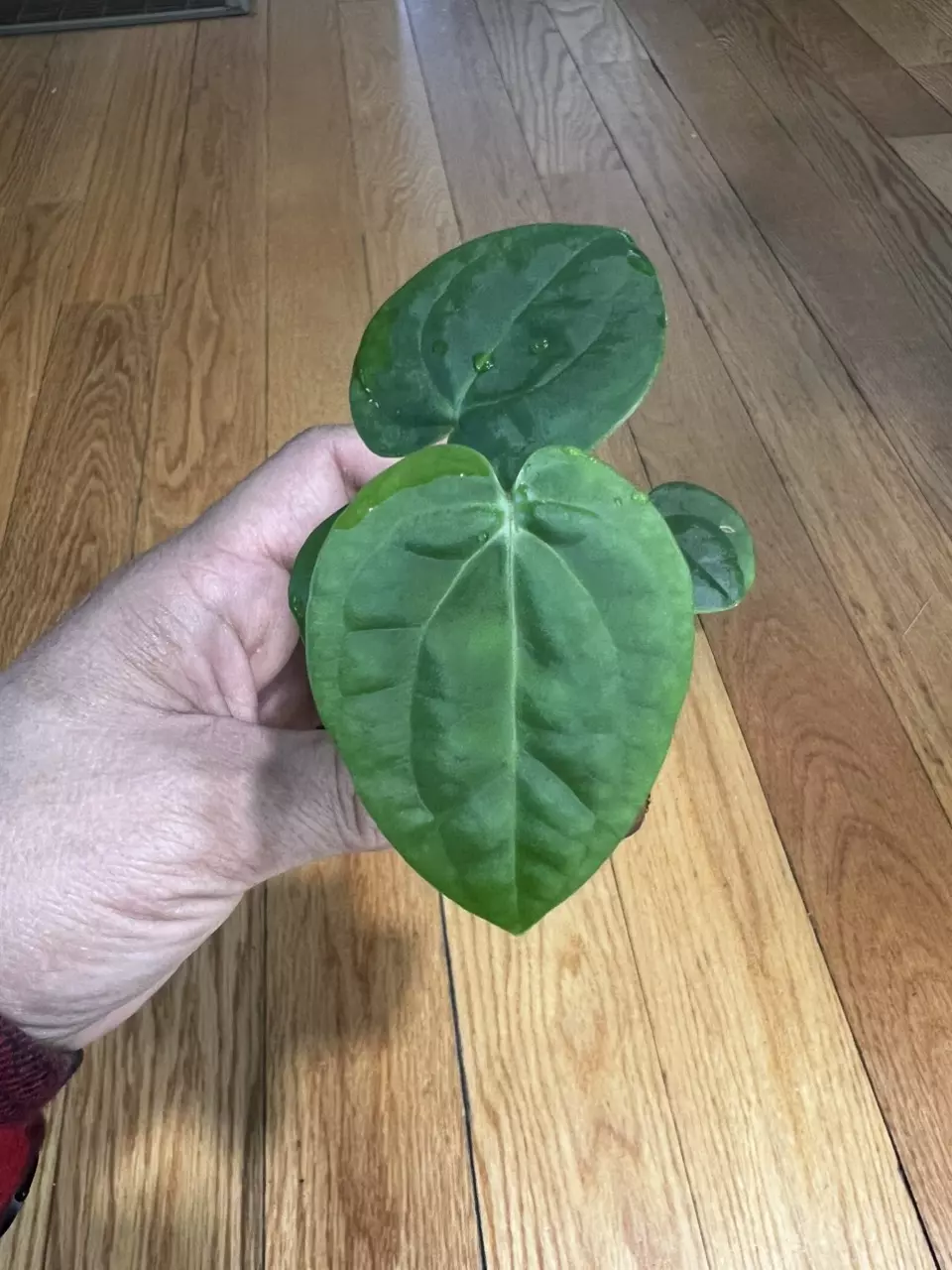 plant/Anthurium Wuhoo’s First night/ Dressleri x Barry’s Noid-0