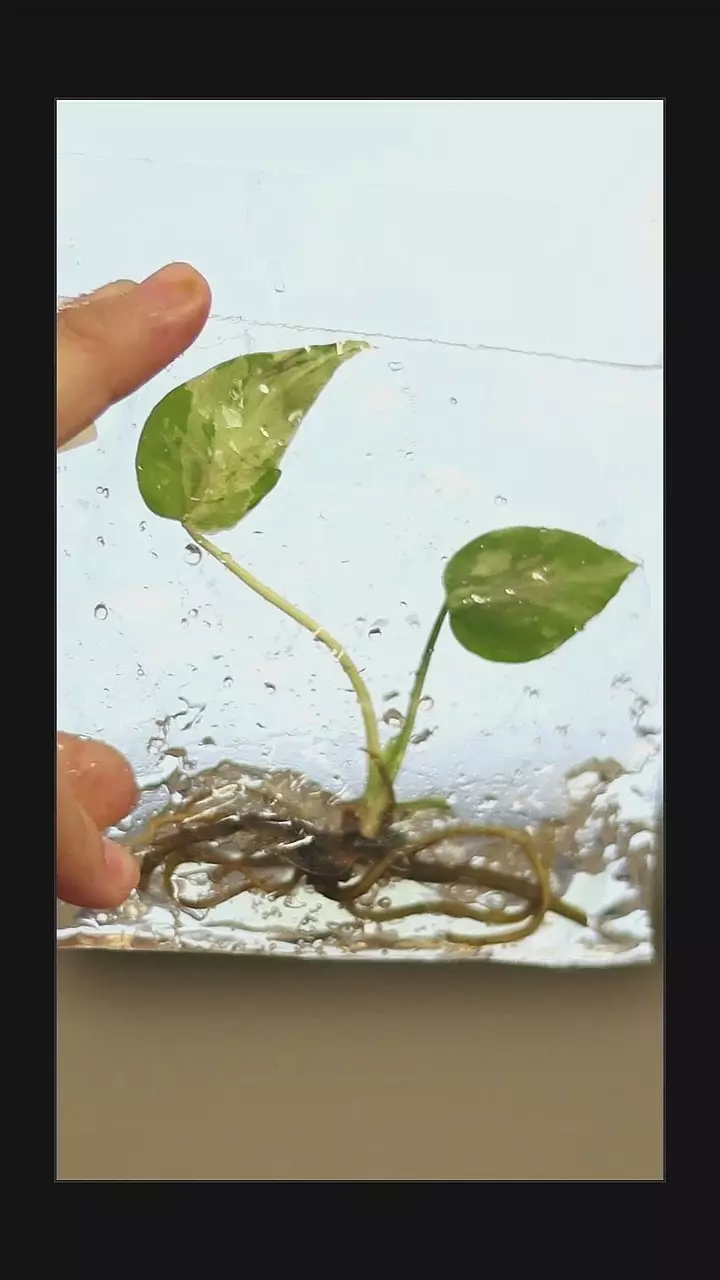 plant/Monstera bulbasaur high variegation.-0