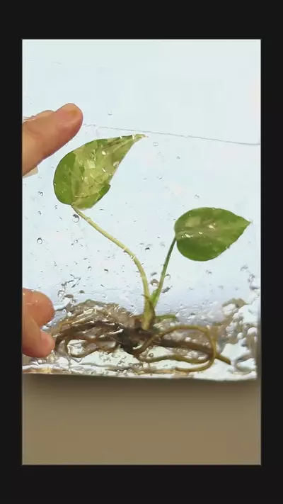 plant/Monstera bulbasaur high variegation.-0-thumbnail