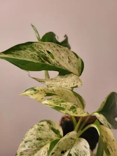 plant/Epipremnum pinnatum marble-2-thumbnail