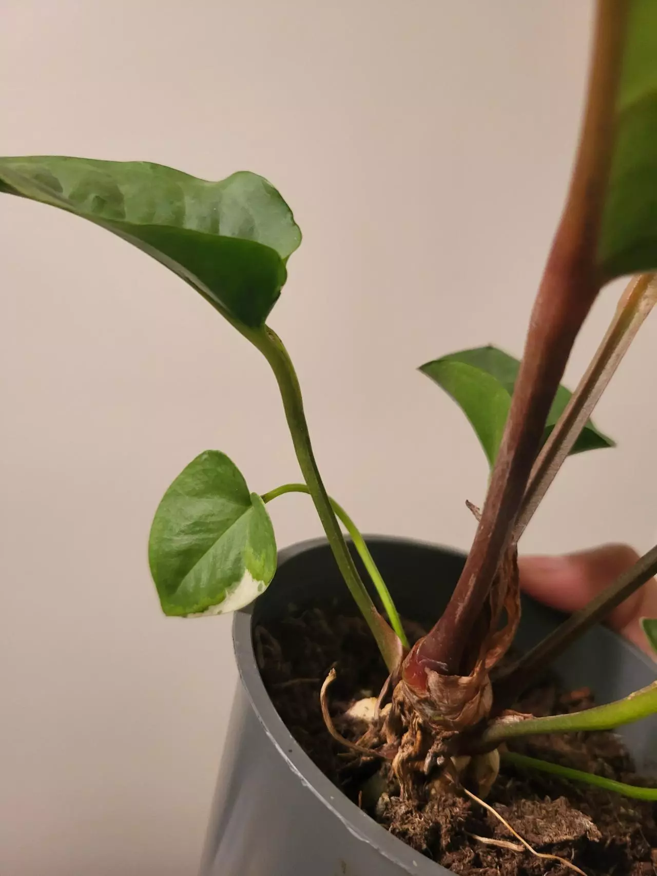 plant/Anthurium aurea hookeri variegated( reverted )-1