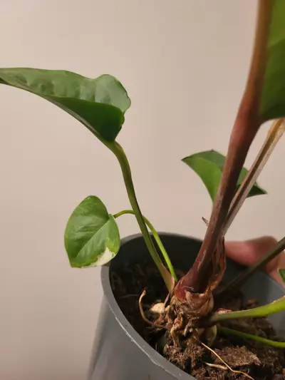 plant/Anthurium aurea hookeri variegated( reverted )-1-thumbnail