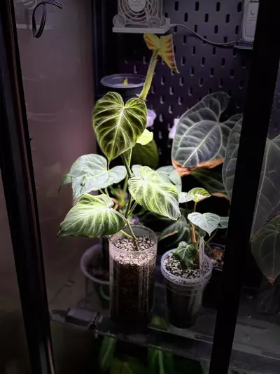 plant/Philodendron Verrucosum Glow-1-thumbnail