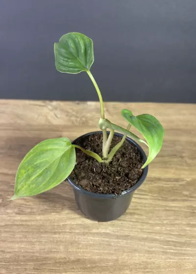 plant/Philodendron Plowmanii 3” 2286-1-thumbnail