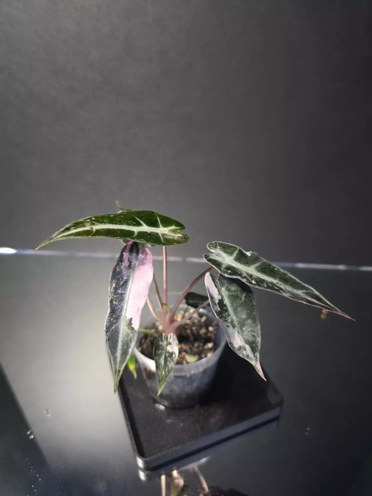 plant/Alocasia Pink Bambino 1-1