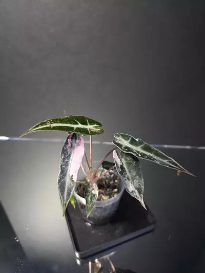 plant/Alocasia Pink Bambino 1-1-thumbnail