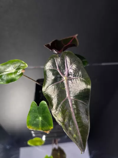 plant/Alocasia Black Satun Pink Bone-0-thumbnail