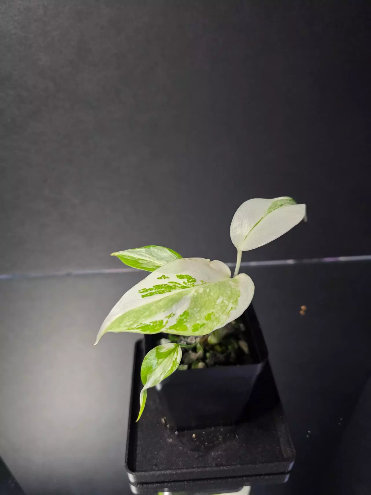 plant/Monstera Albo-1