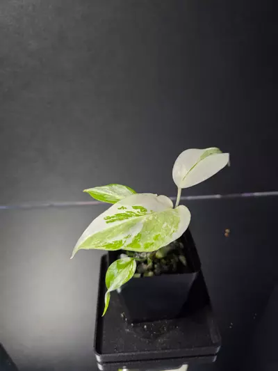 plant/Monstera Albo-1-thumbnail