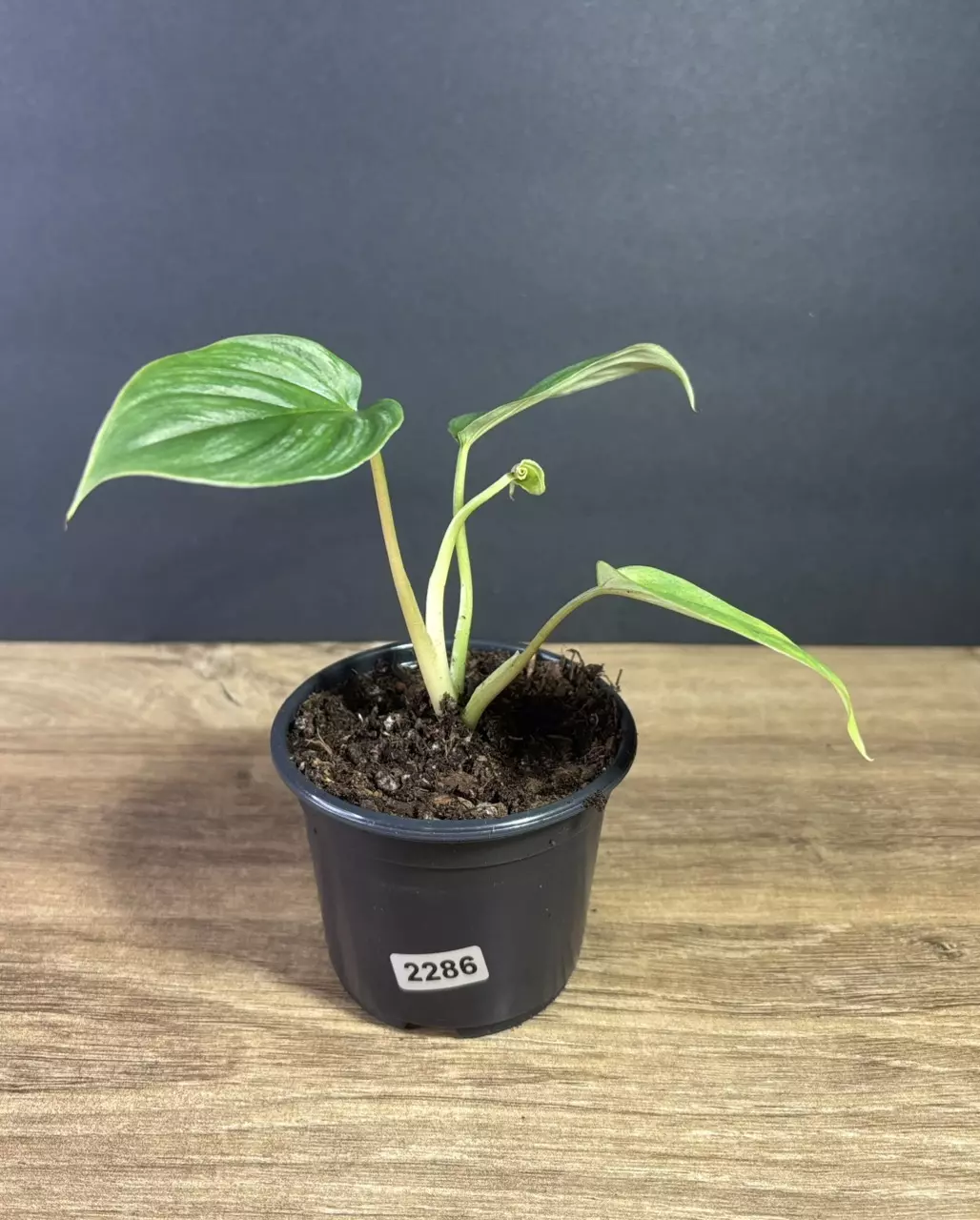 plant/Philodendron Plowmanii 3” 2286-0