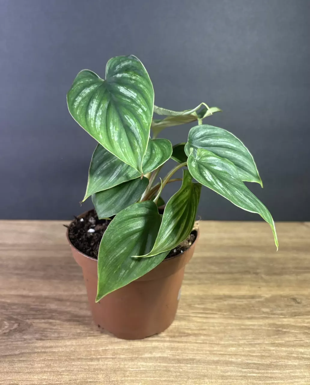 plant/Philodendron Plowmanii 3” 2284-1