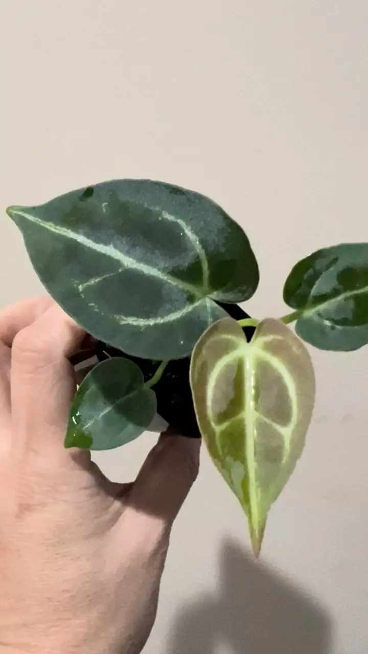 plant/Anthurium Crystal Pink Lemonade x Bessea-1