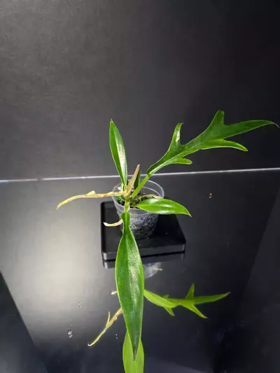 plant/Philodendron Tortum-0-thumbnail