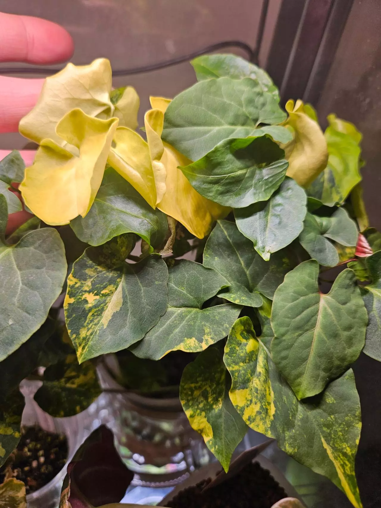 plant/Multiflora aurea ✨️-2