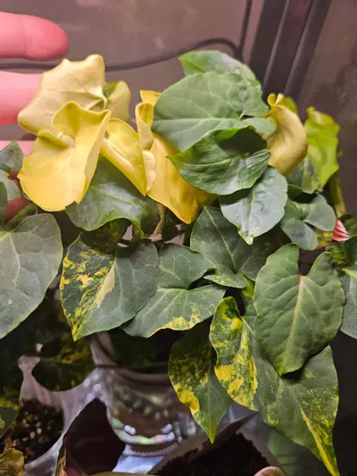 plant/Multiflora aurea ✨️-2-thumbnail